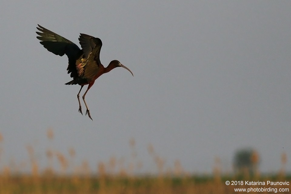 ibis hnědý - ML96458381