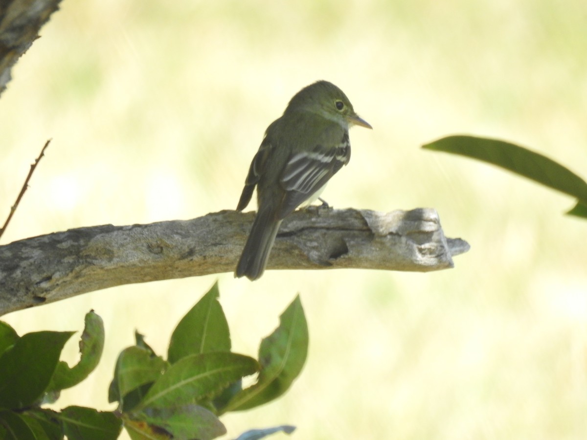 Acadian Flycatcher - ML96459441