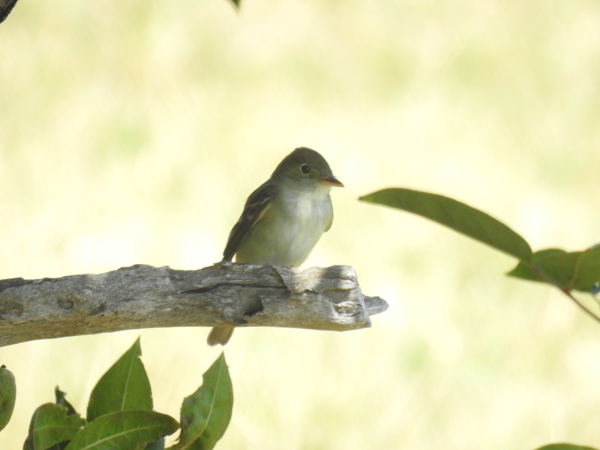 Acadian Flycatcher - ML96459521