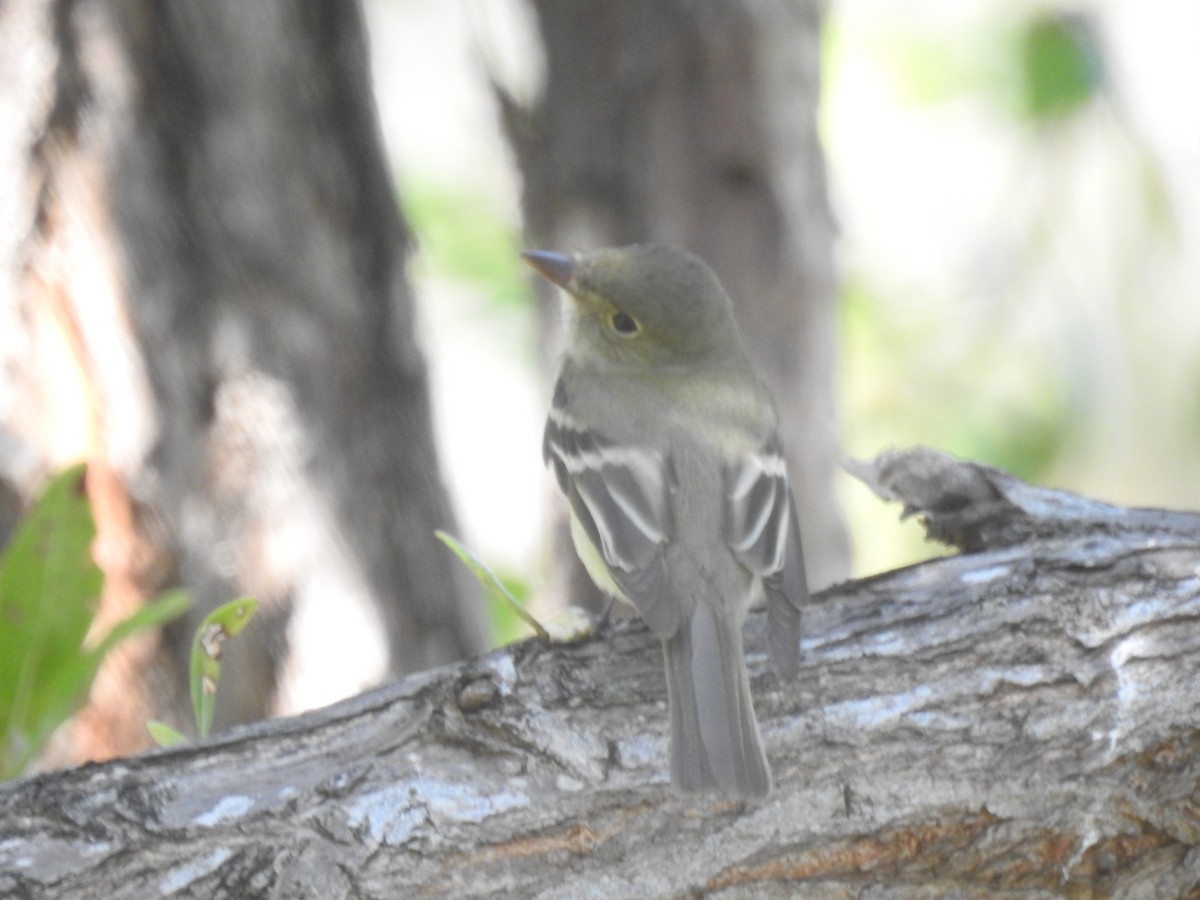 Acadian Flycatcher - ML96459591