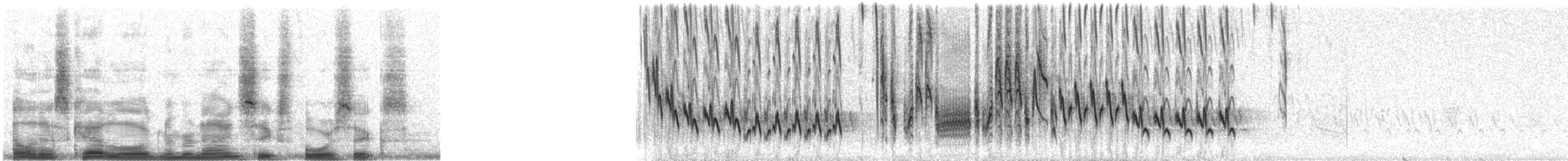 Northern House Wren (Northern) - ML9646