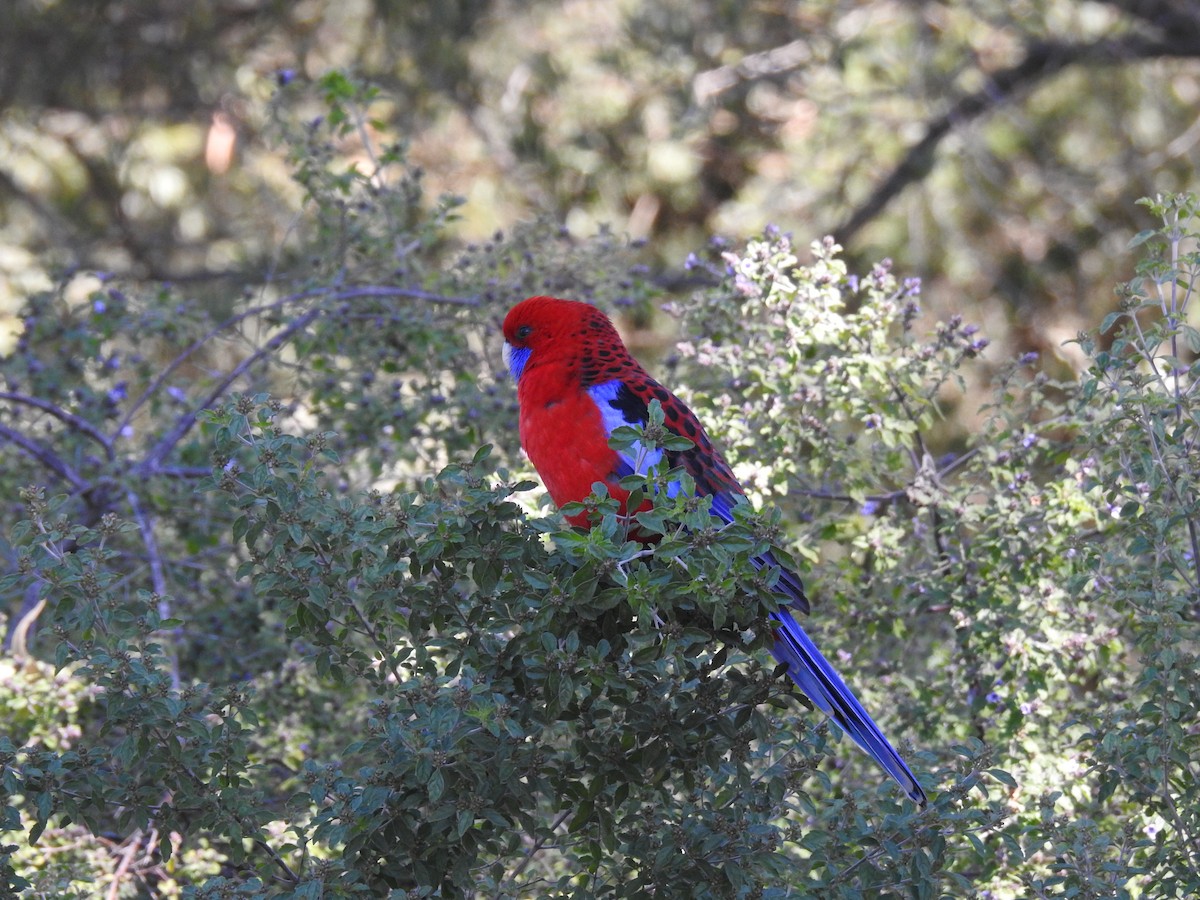 Crimson Rosella - Ana Paula Alminhana Maciel