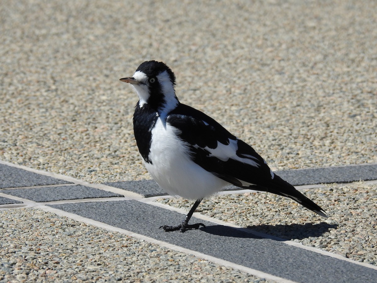 Magpie-lark - ML96461551