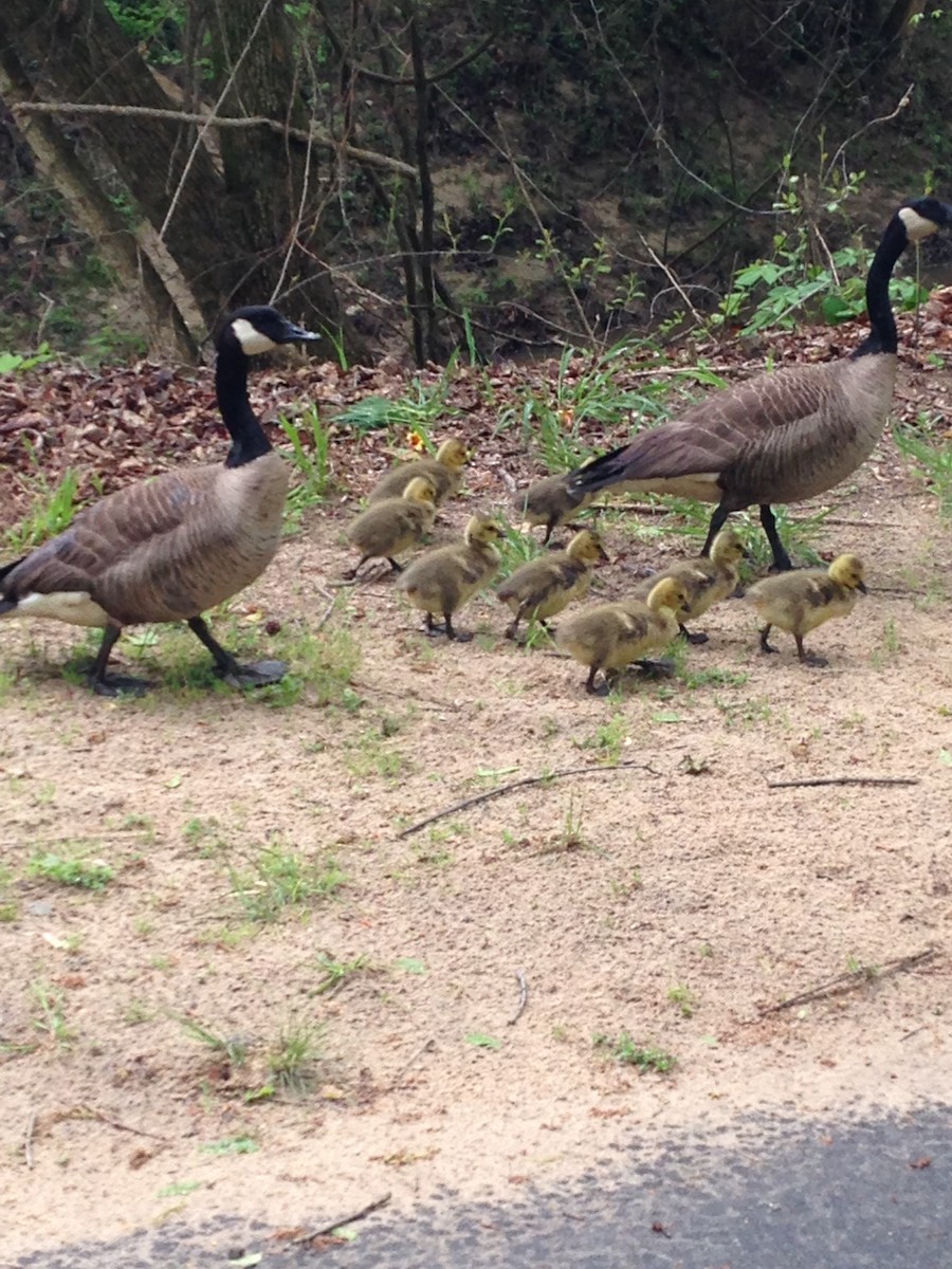 Canada Goose - ML96461621