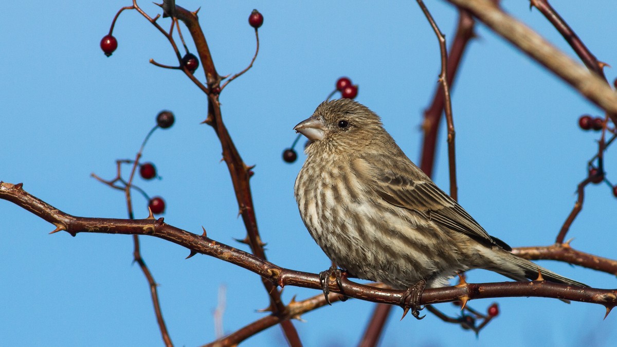House Finch - ML96461761