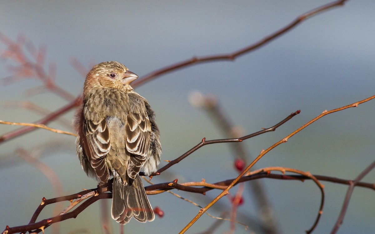House Finch - ML96461771