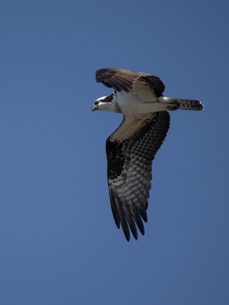 Águila Pescadora - ML96461951