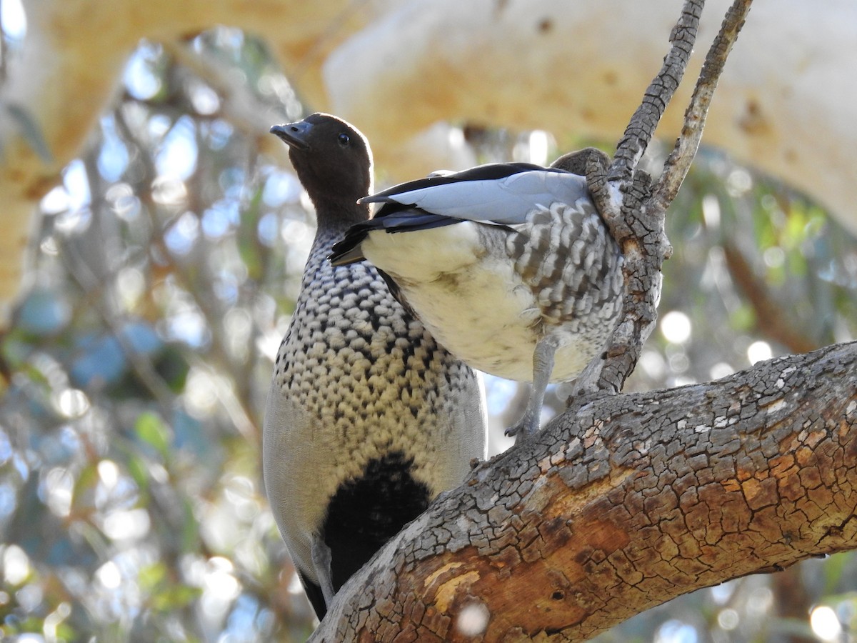 Pato de Crin - ML96462241