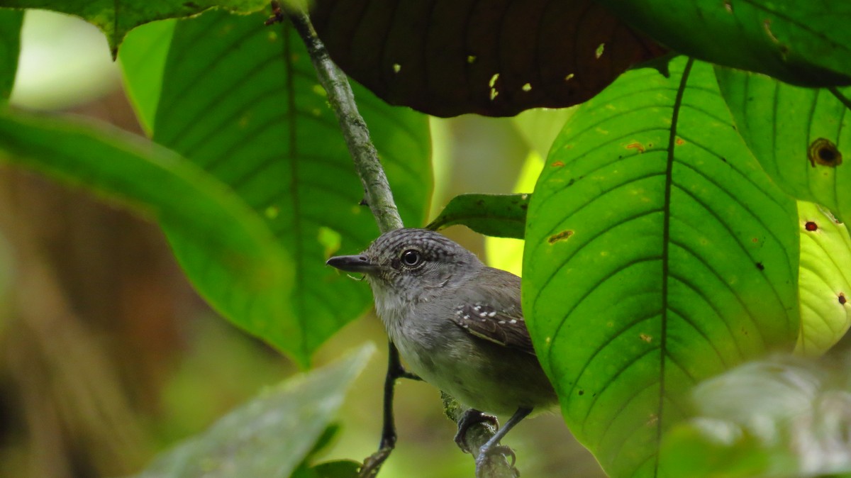 Spot-crowned Antvireo - Jorge Muñoz García   CAQUETA BIRDING