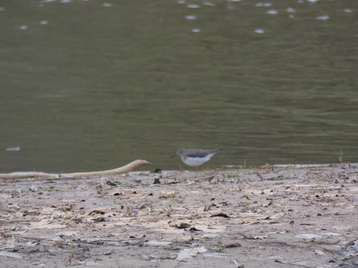 Solitary Sandpiper - ML96463261