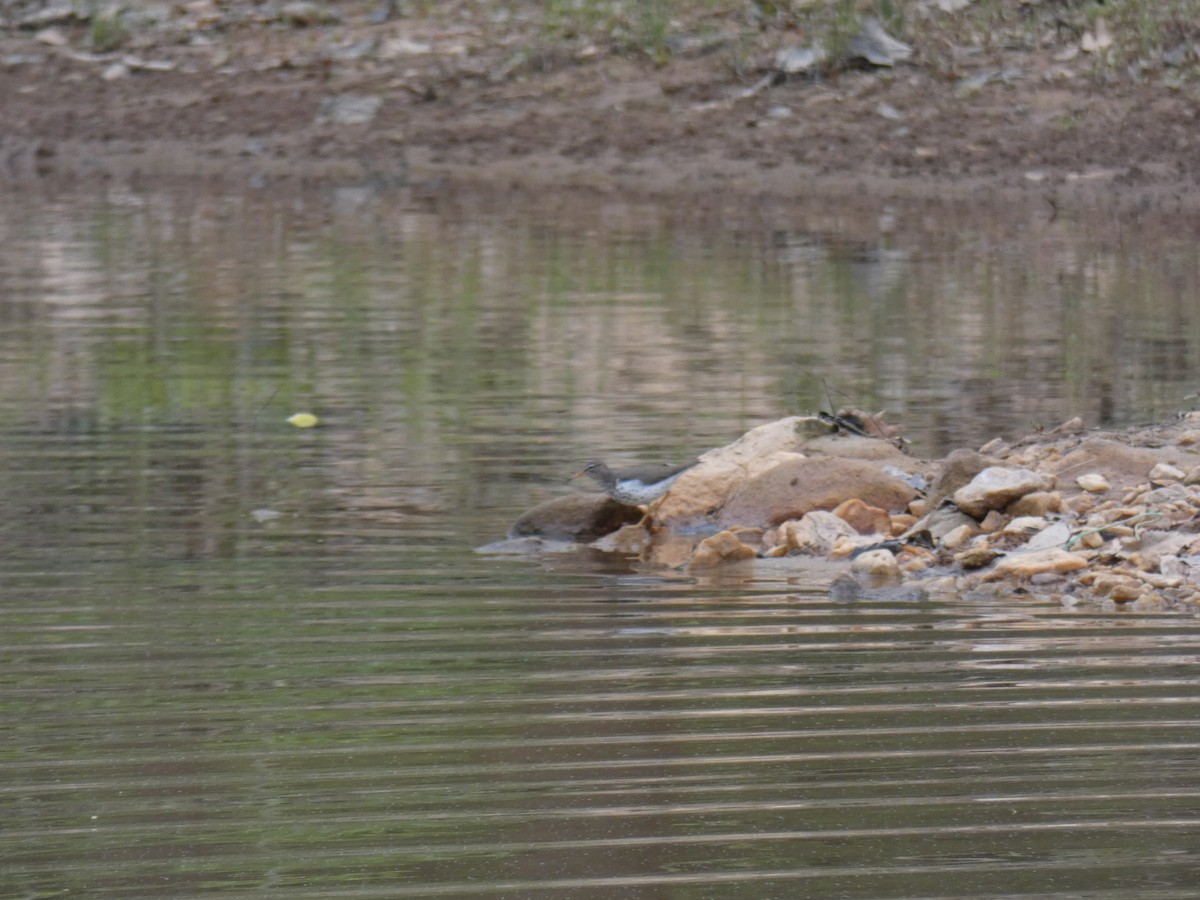 Spotted Sandpiper - ML96463431