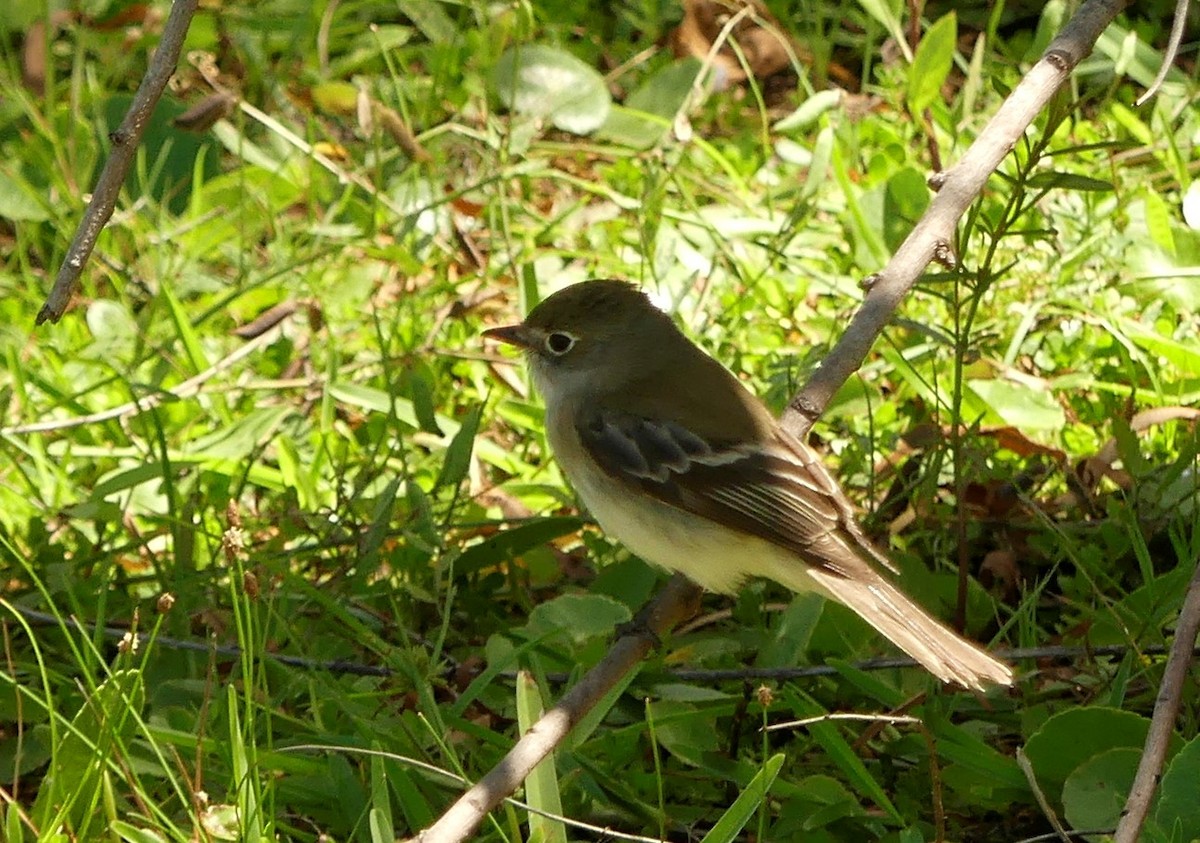 Buchenschnäppertyrann - ML96464371