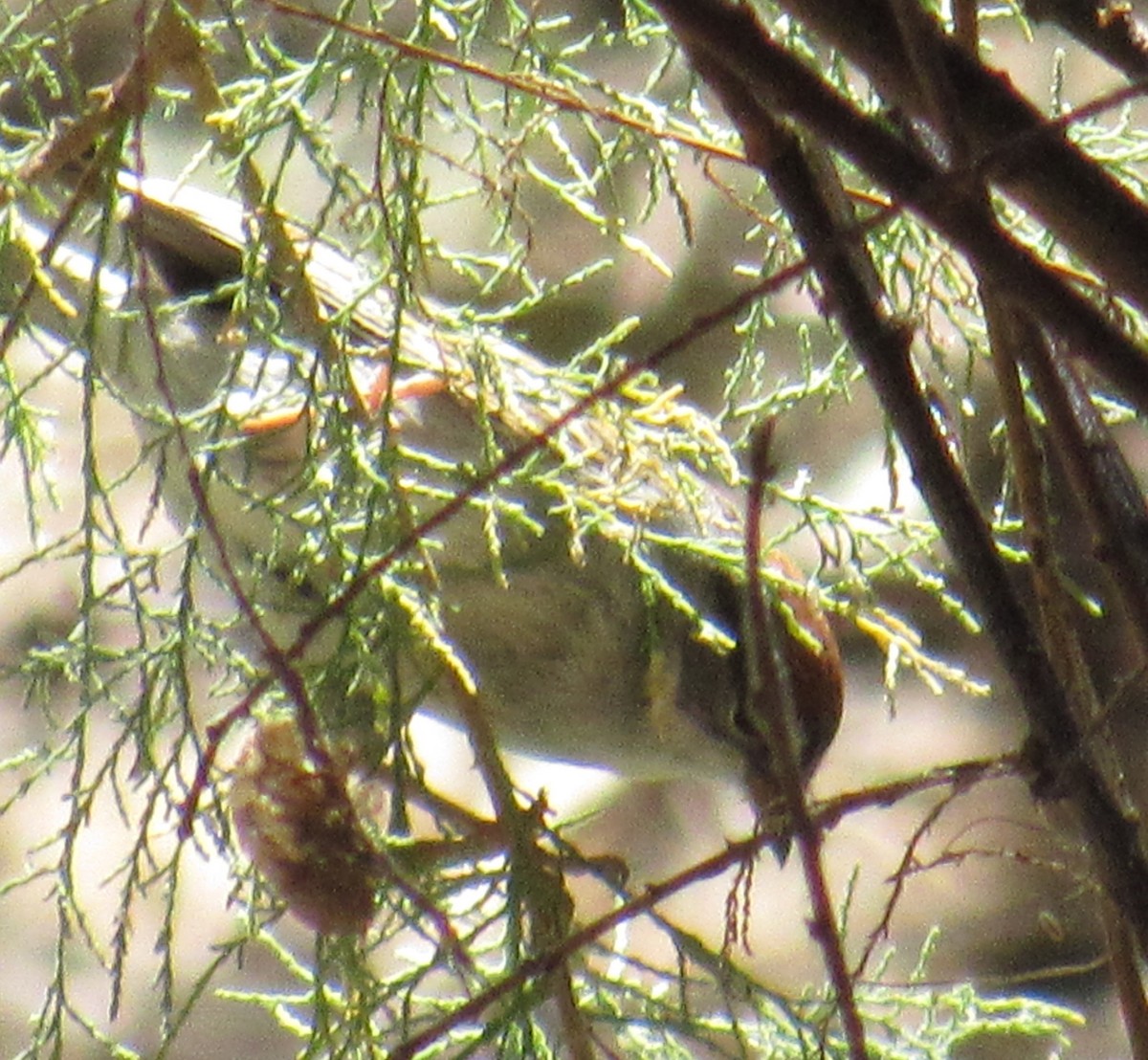 Chipping Sparrow - ML96465411