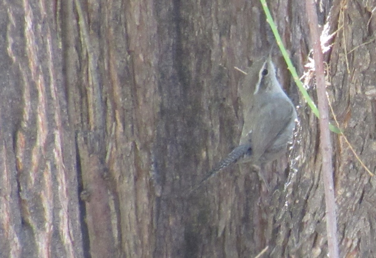 Bewick's Wren - ML96465461