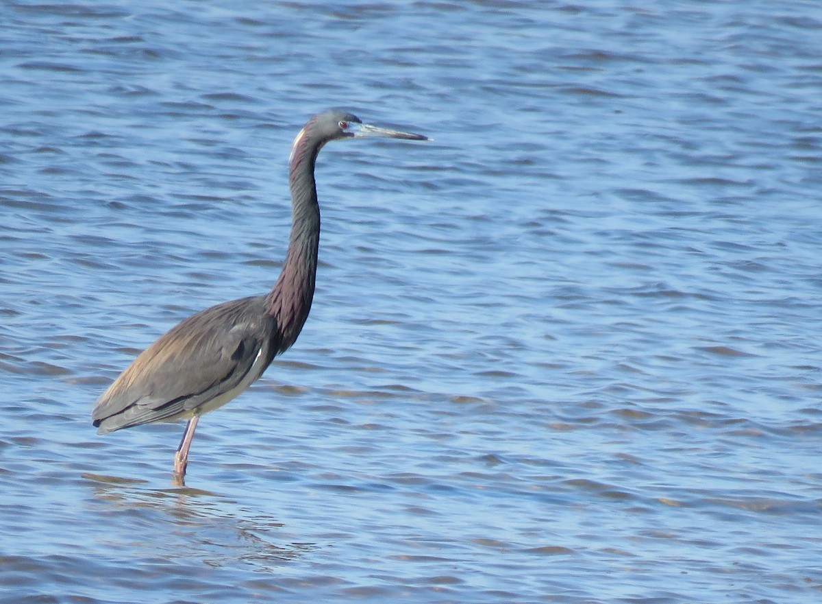 Tricolored Heron - ML96465471