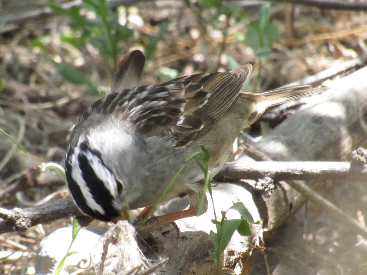 White-crowned Sparrow - ML96465761