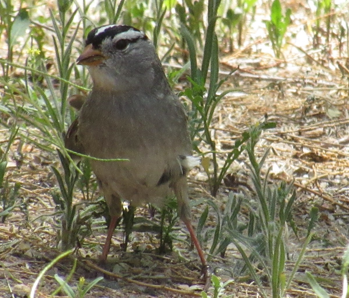 White-crowned Sparrow - ML96465791