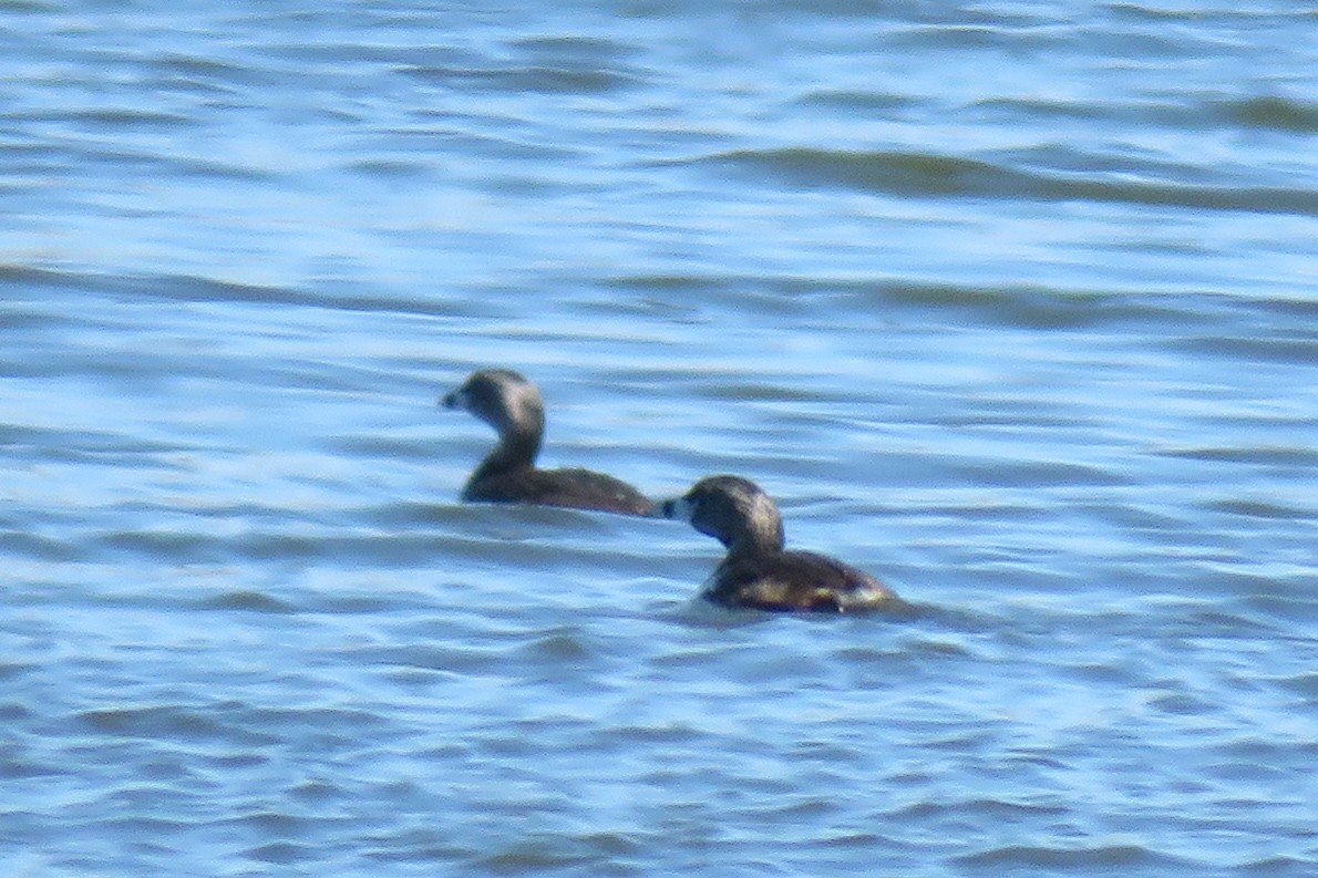 Pied-billed Grebe - ML96465851