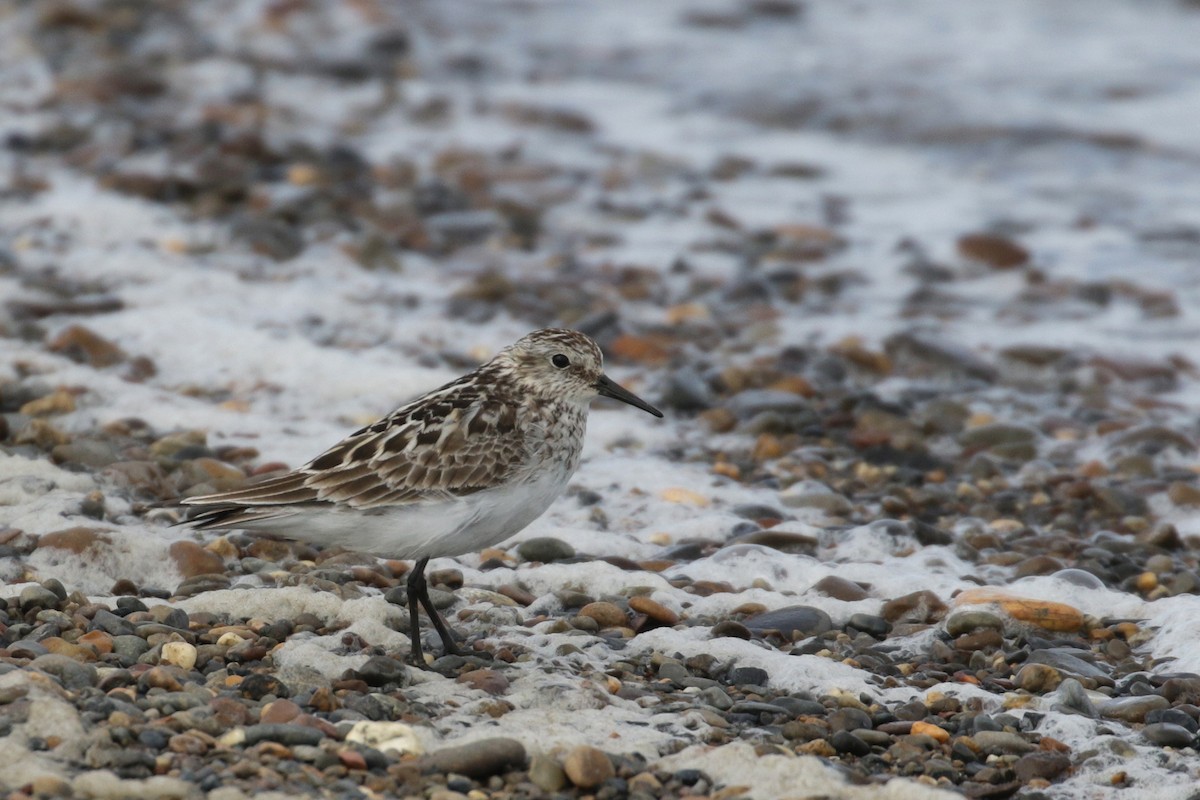 Baird's Sandpiper - ML96466071