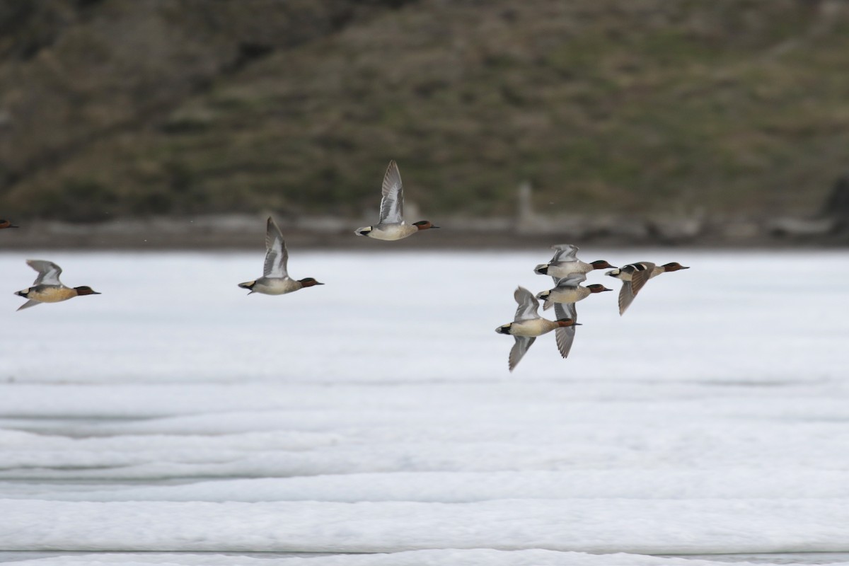 Green-winged Teal (American) - Cameron Eckert