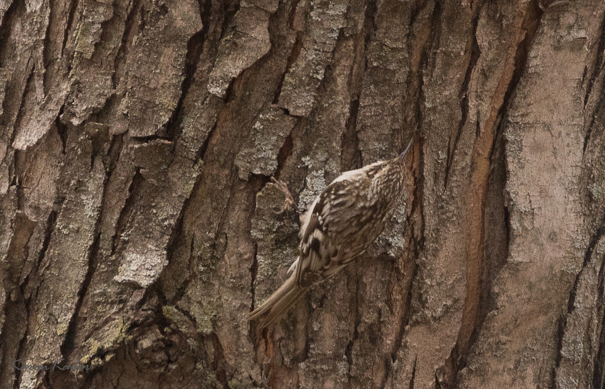 Brown Creeper - ML96466211