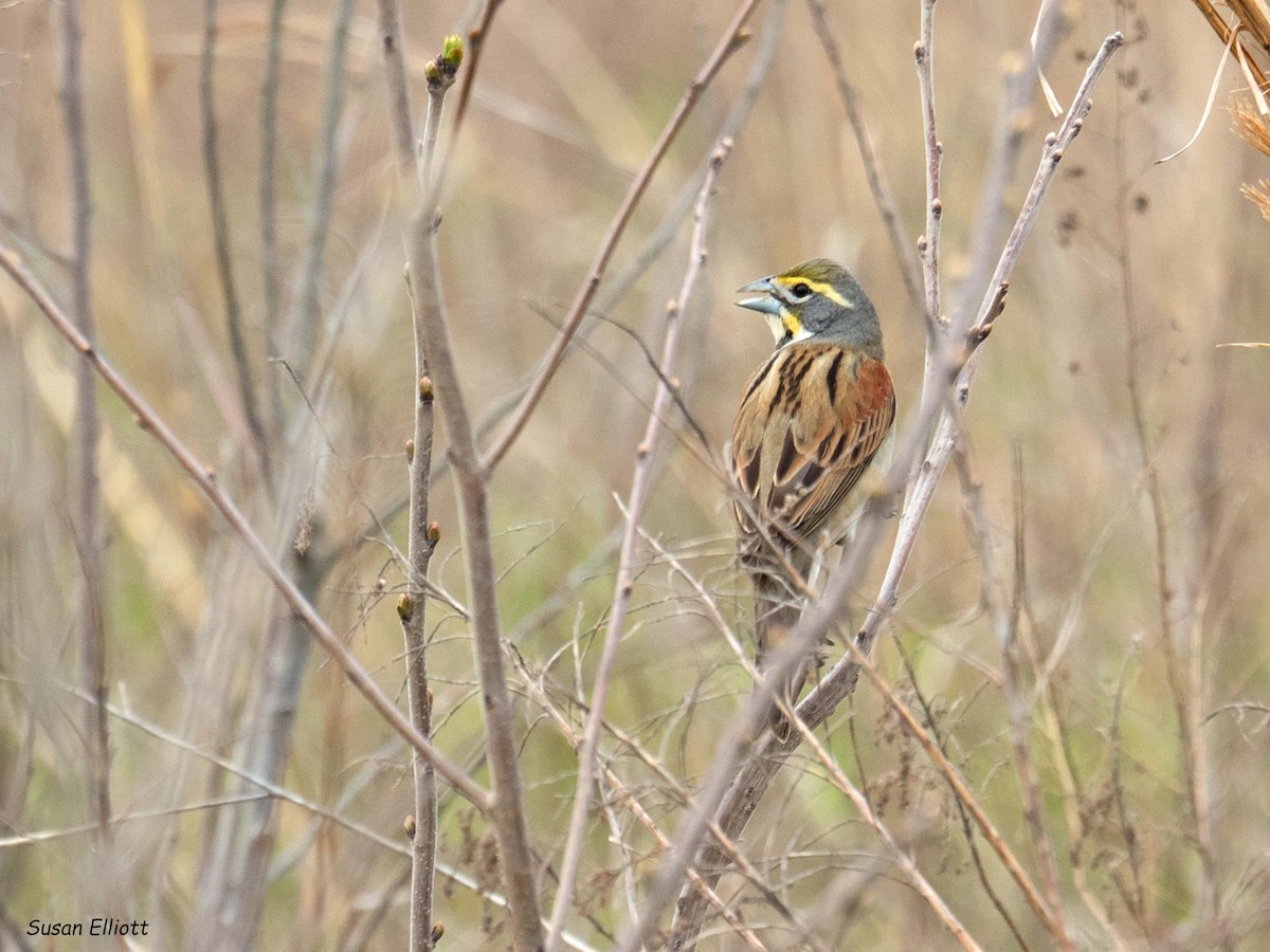 Dickcissel - ML96466221