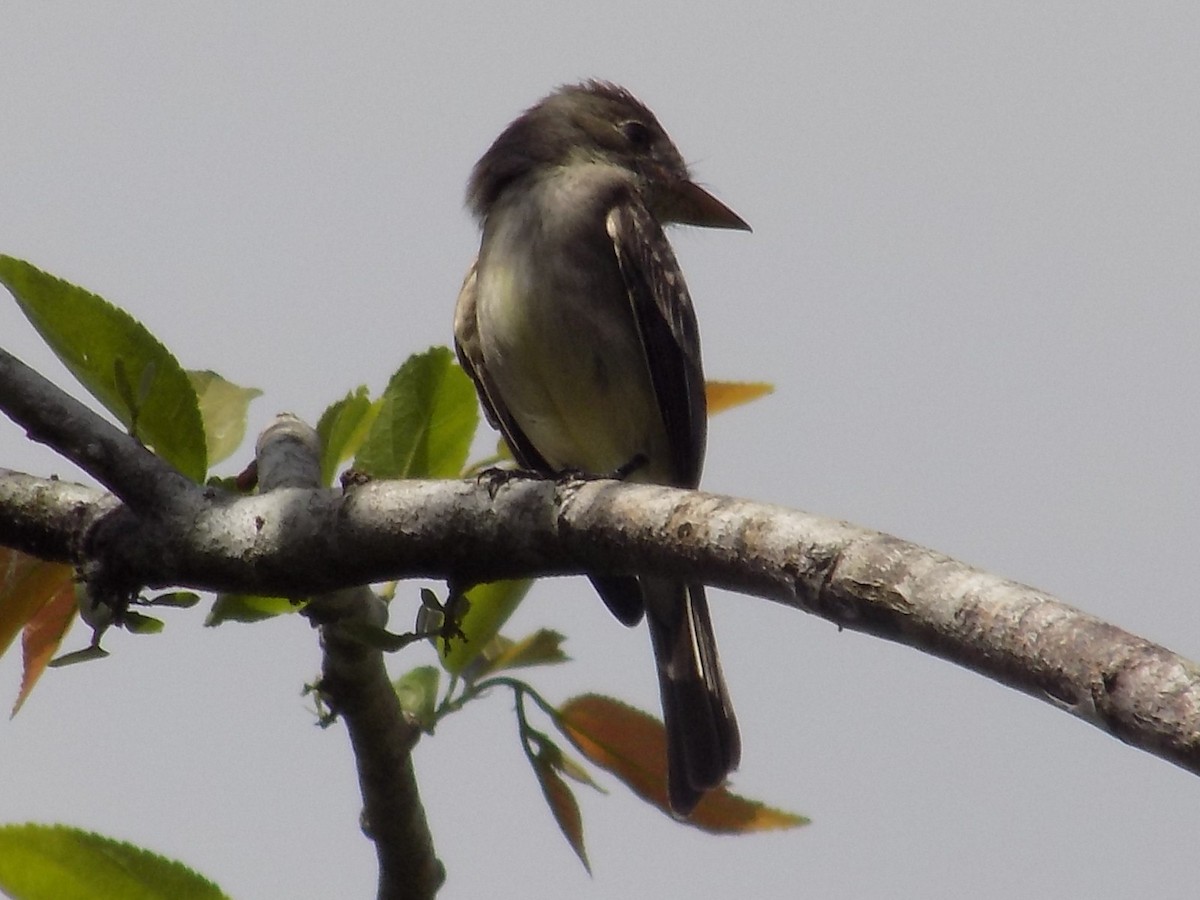 Northern Tropical Pewee - ML96467021