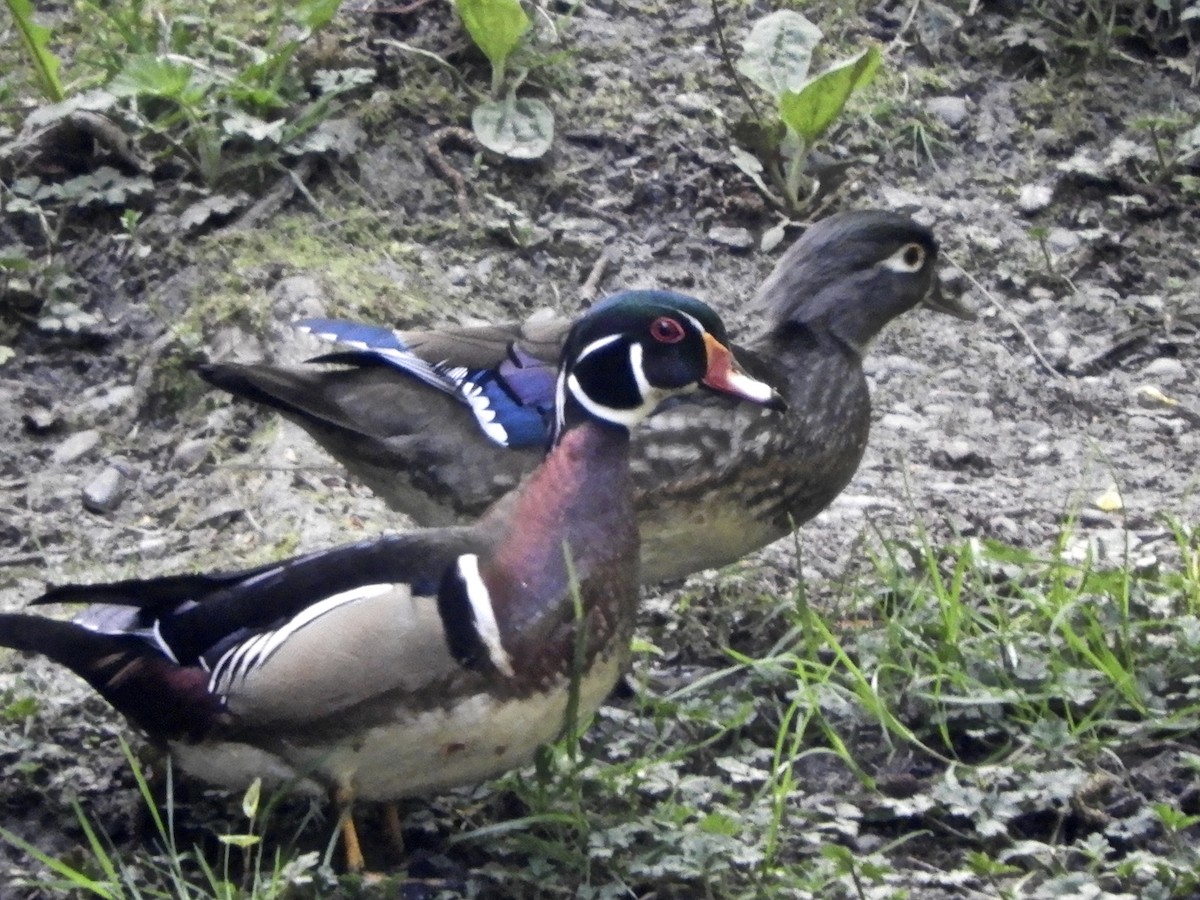 Wood Duck - David Richman