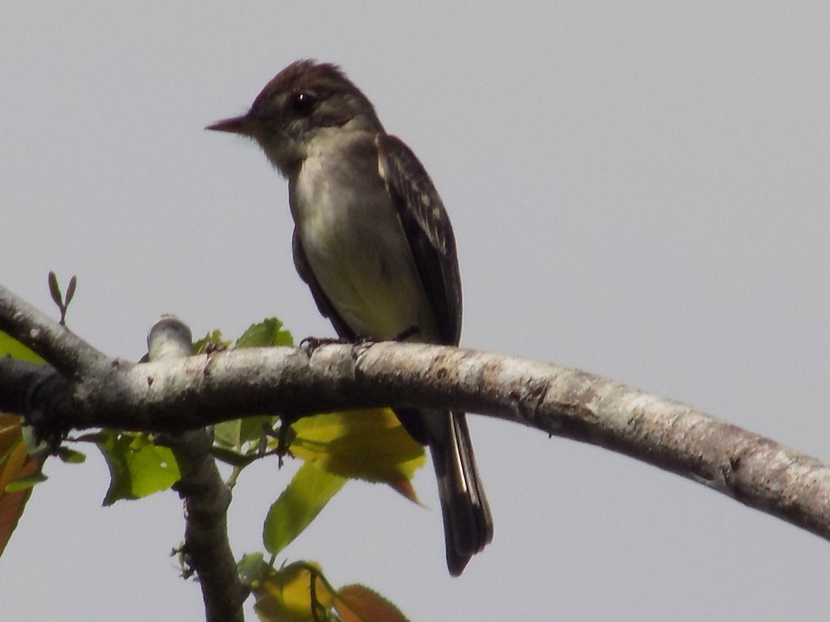 Northern Tropical Pewee - ML96467091