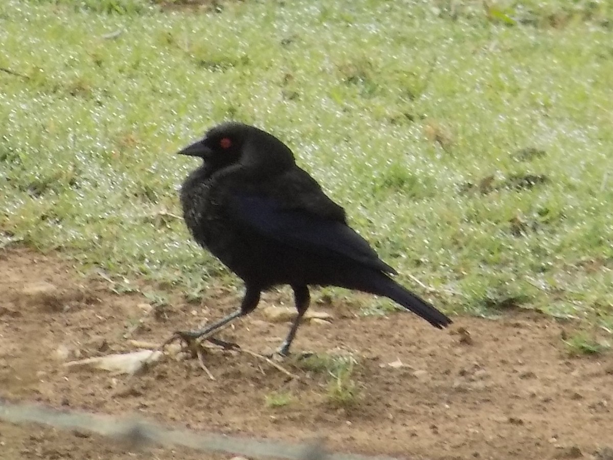 Bronzed Cowbird - ML96467381