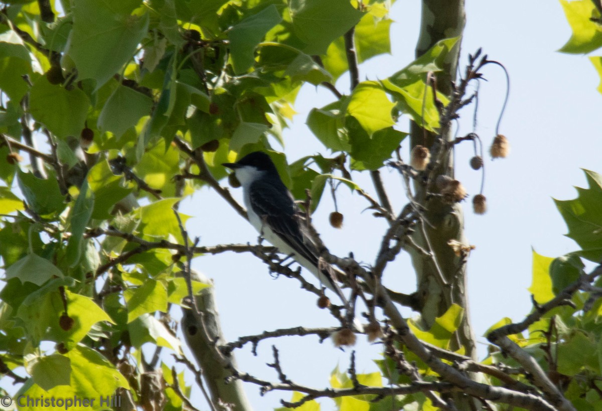 Eastern Kingbird - ML96467561