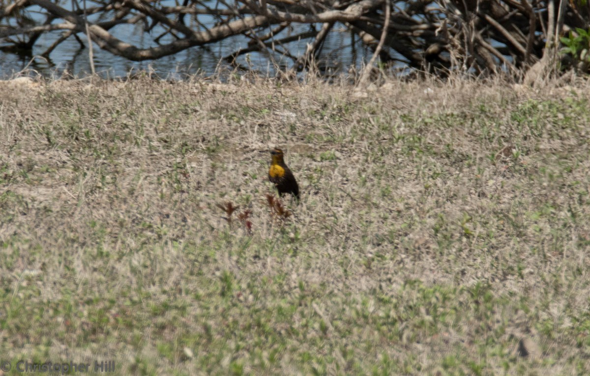 Yellow-headed Blackbird - ML96467721