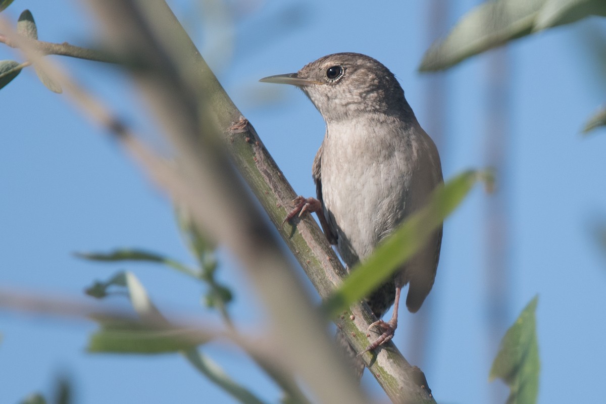 House Wren - ML96469701