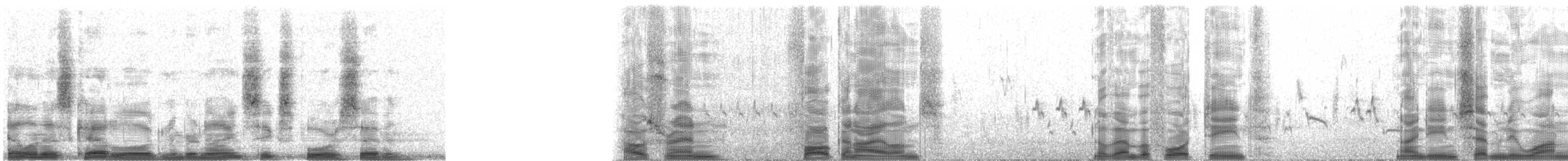 Troglodyte de Cobb - ML9647