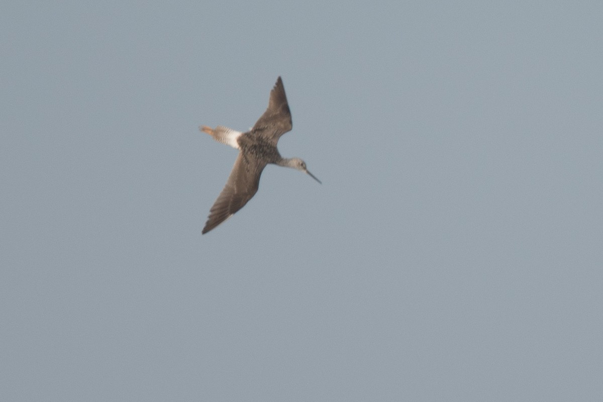 Greater Yellowlegs - ML96470071