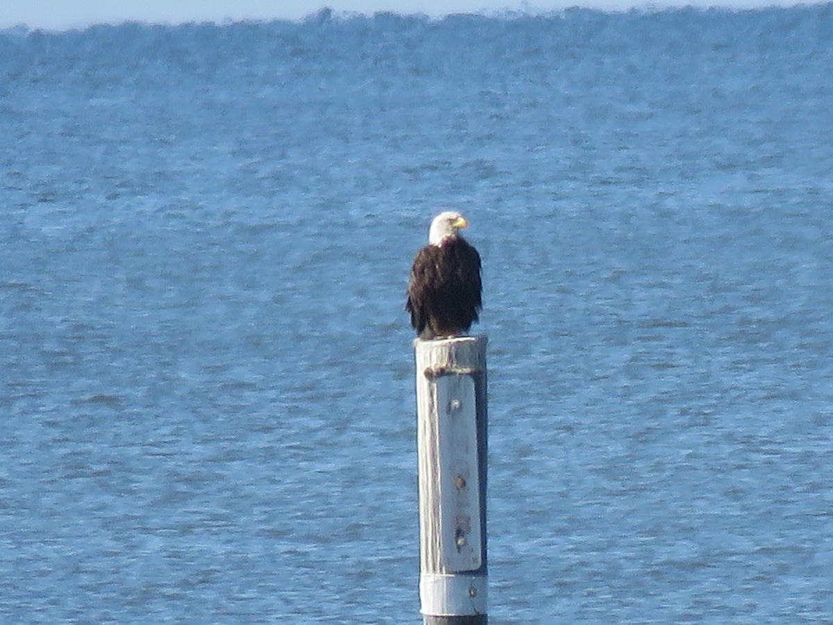 Bald Eagle - ML96470921