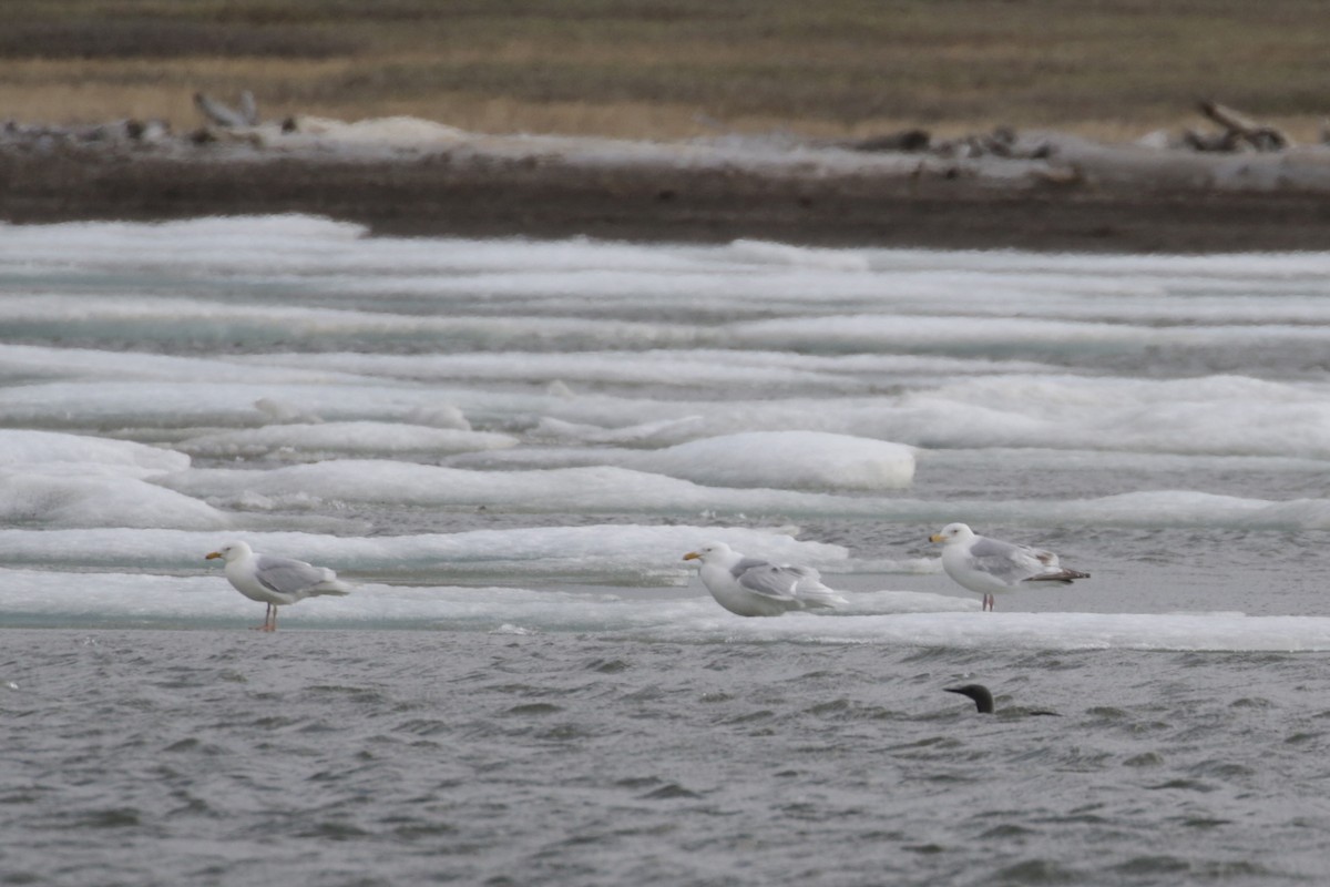 Herring x Glaucous Gull (hybrid) - ML96471521