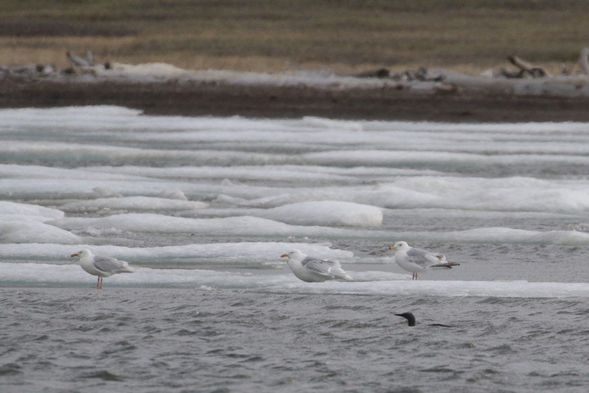 Herring x Glaucous Gull (hybrid) - ML96471531