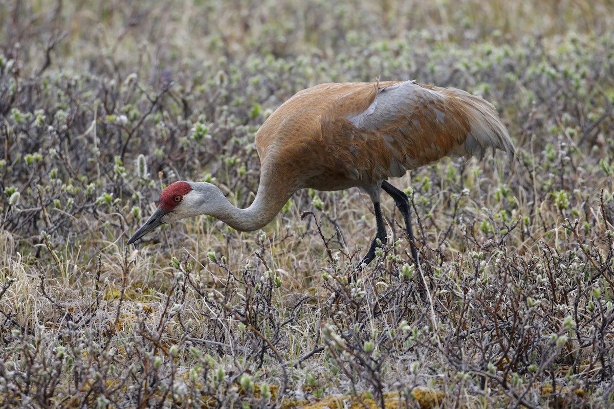 Sandhill Crane - ML96471711