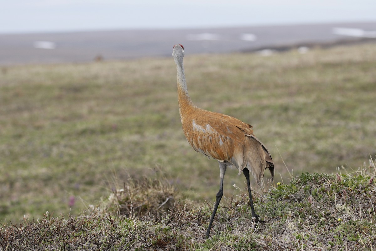 Sandhill Crane - ML96471731