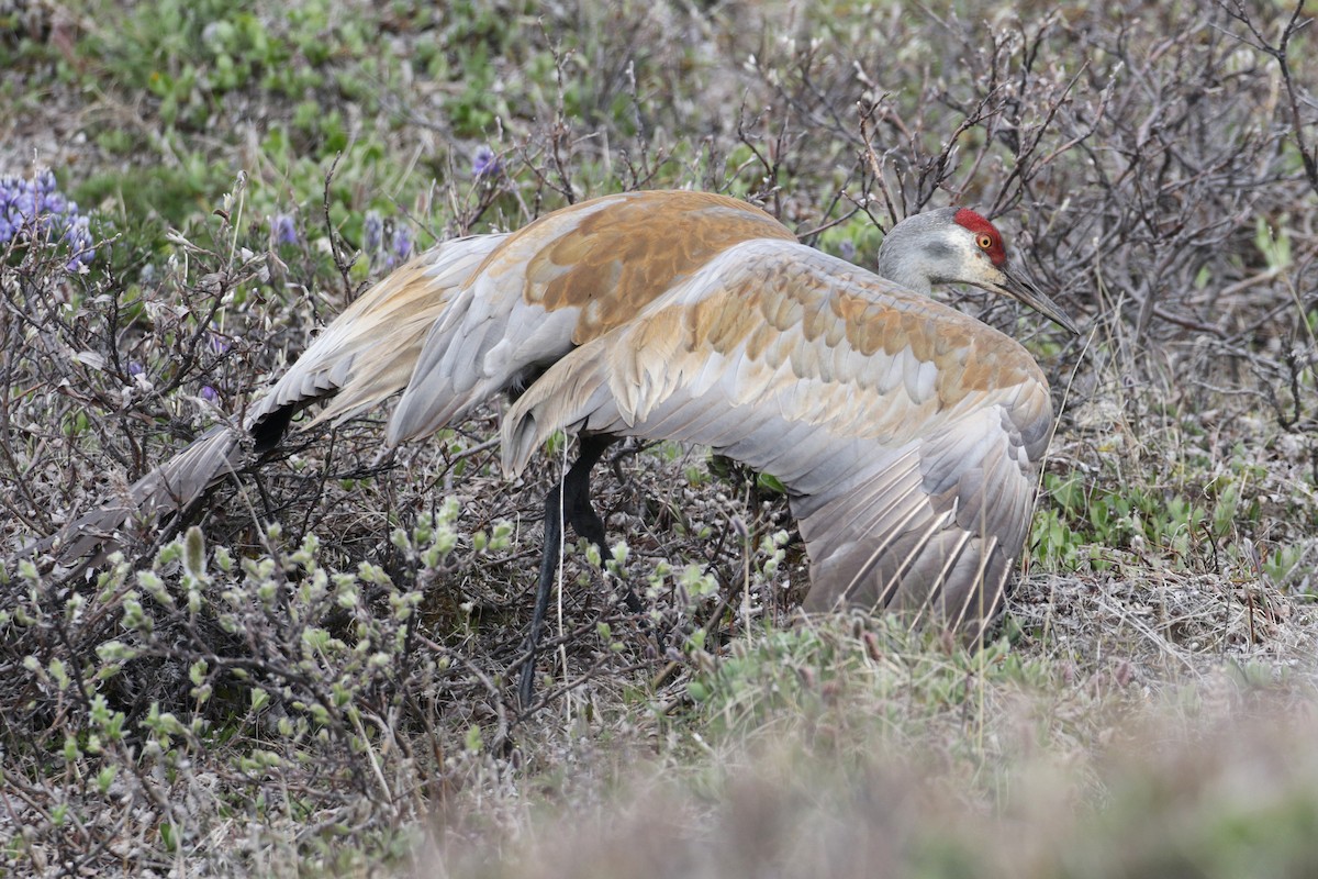 Sandhill Crane - ML96471811