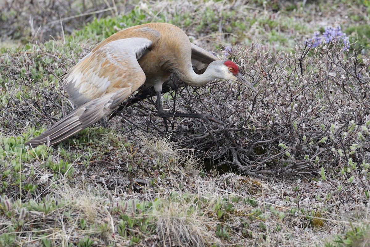 Sandhill Crane - ML96471821