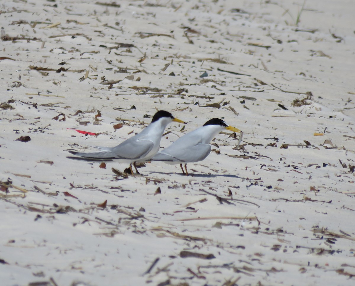 Least Tern - ML96471971