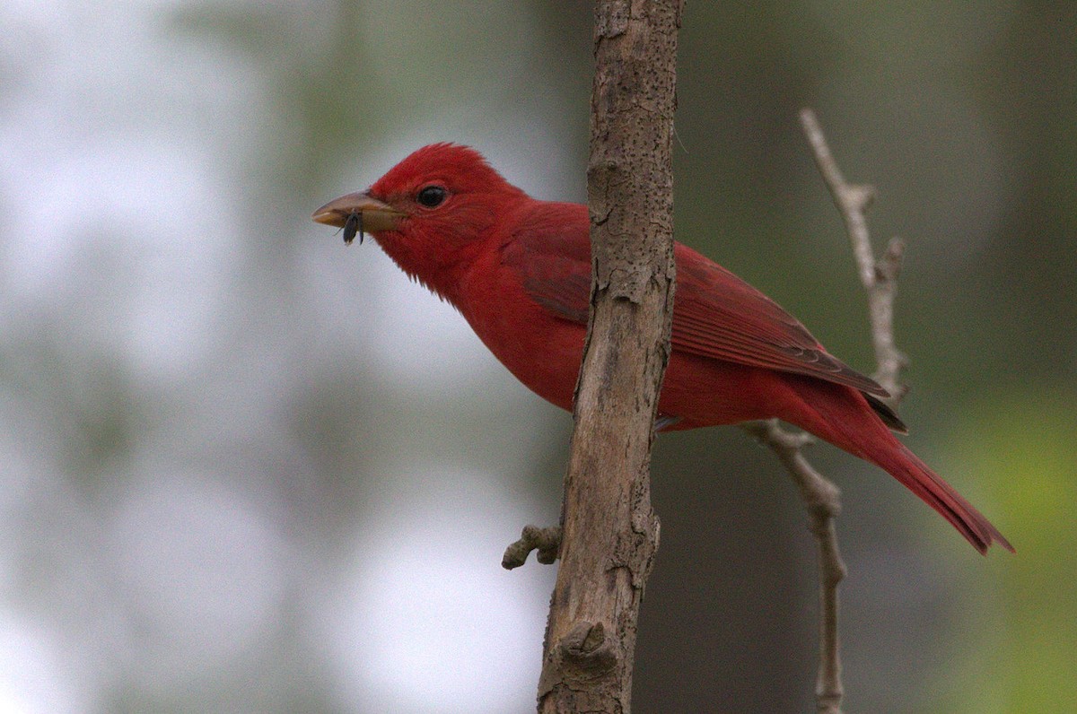 Summer Tanager - Angela Hardy