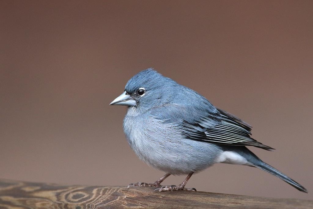 Tenerife Blue Chaffinch - ML96473241