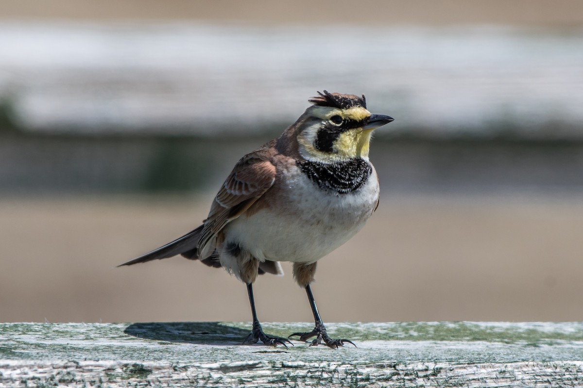 Horned Lark - Frank King