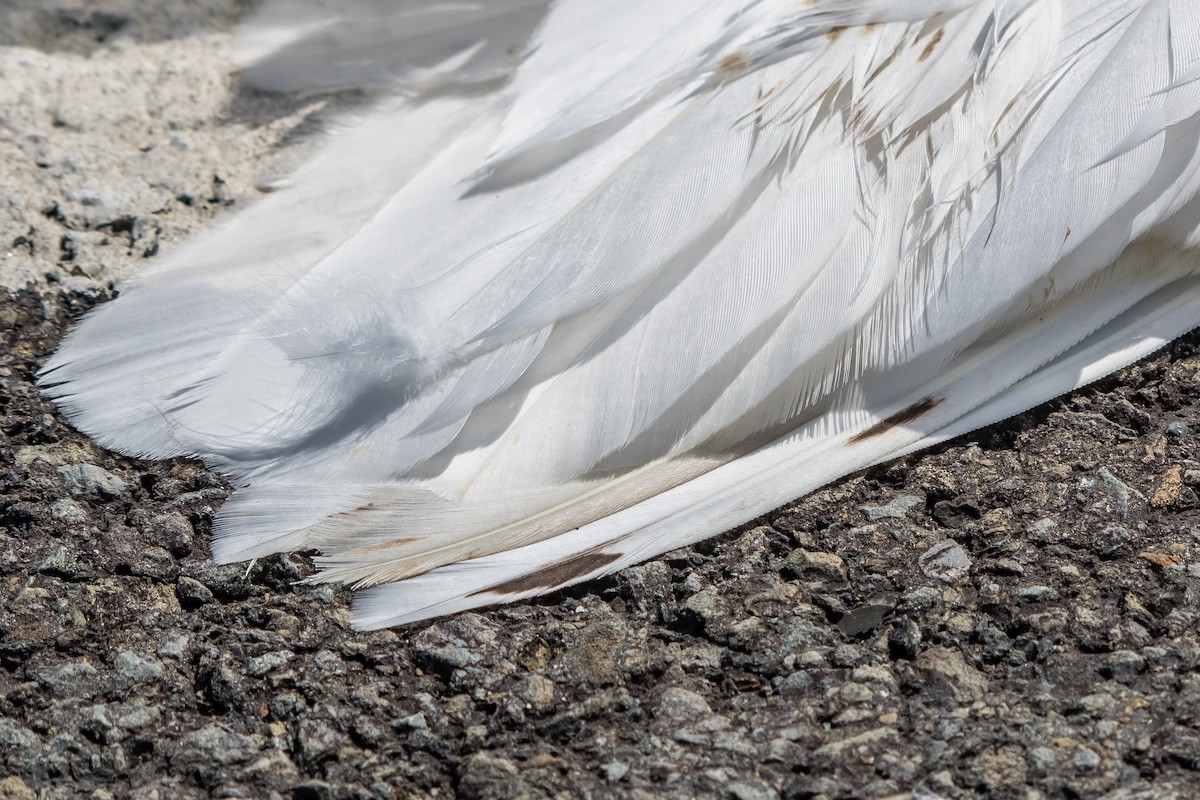 Snowy Owl - ML96473681