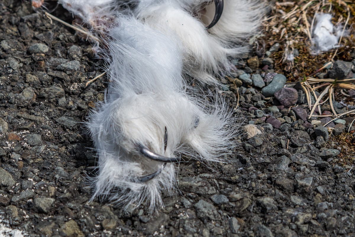 Snowy Owl - ML96473691