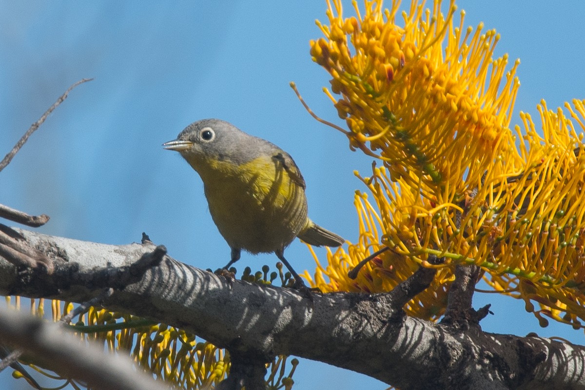 Paruline à joues grises - ML96474891