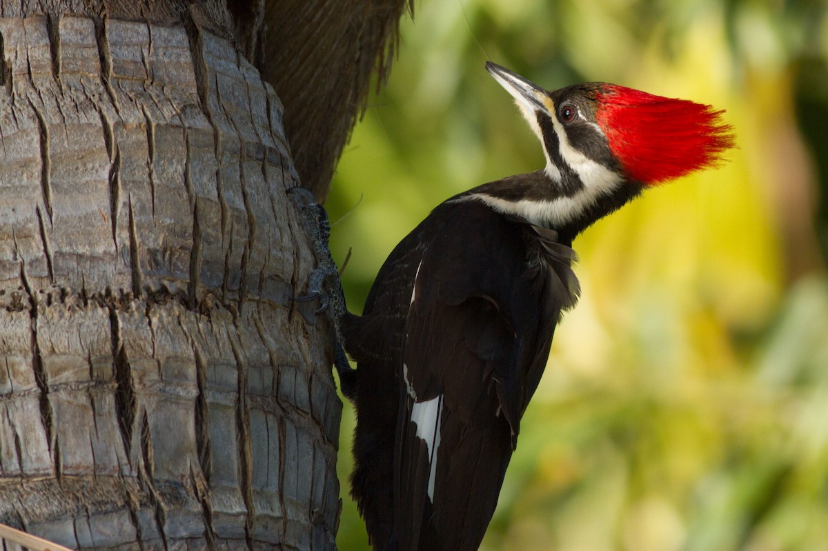 Pileated Woodpecker - Jeff Gerbracht